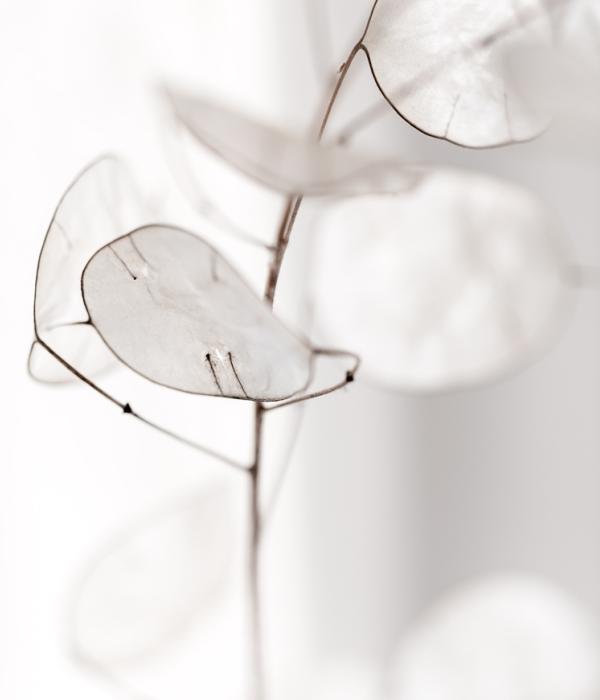 White plant